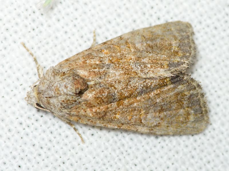 Mesoligia furuncula (Denis & Schiffermüller, 1775)